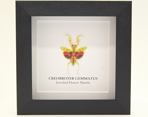 Framed Jeweled flower mantis "Creobroter Gemmatus", Taxidermy and Entomology homedecoration wall art