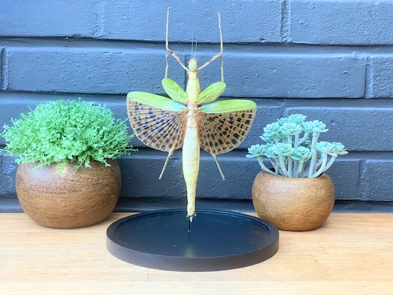 Taxidermy insect in bell jar Yellow Spotted Stick Insect (Paracyphocrania Major), gifts for men who have everything