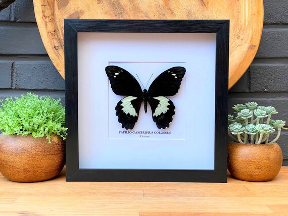 Framed Papilio Gambrisus Colossus ,Taxidermy and Entomology homedecoration wall art