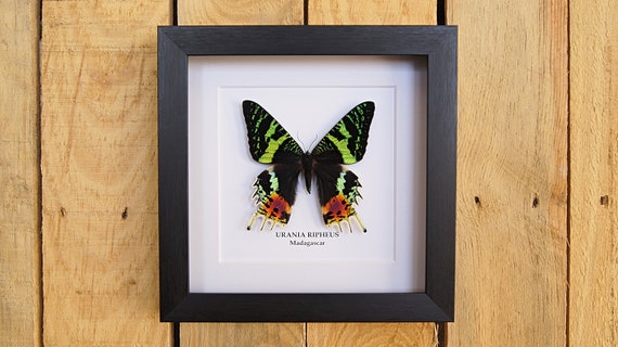 Real framed Urania Ripheus "Sunset moth" butterfly, Taxidermy and Entomology, homedecoration, wall art,