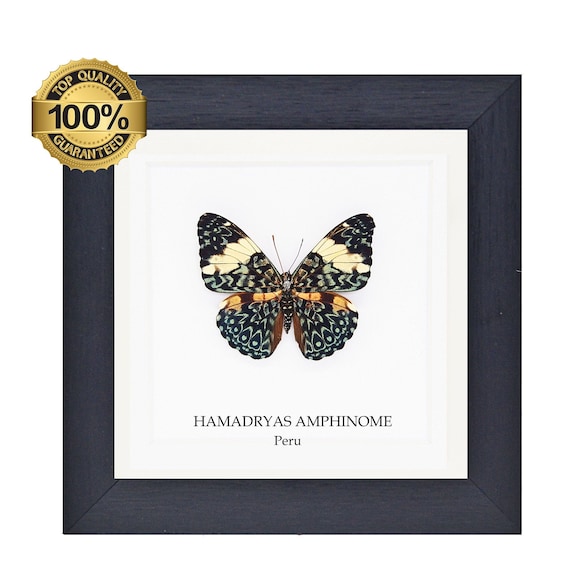HAMADRYAS AMPHINOME  insect Butterfly Box Frame taxidermy entomology nature, beauty insect taxidermy photography