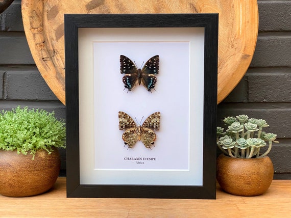 Framed Charaxes Etesipe duo frame ,Taxidermy and Entomology homedecoration wall art