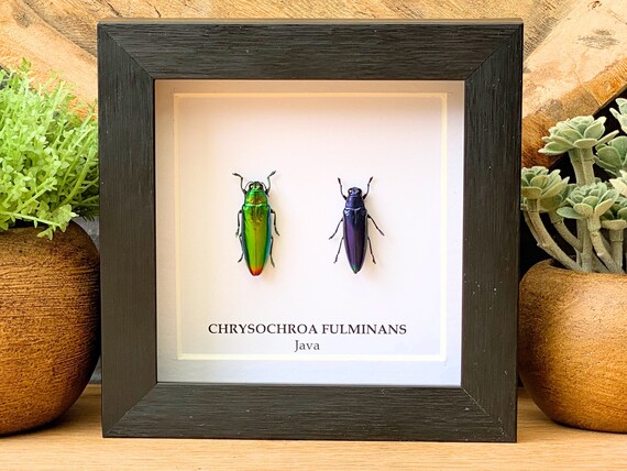 Taxidermy collection Chrysochroa Fulminans Framed, Taxidermy,art,birthday gift,Gift for friend, entomology
