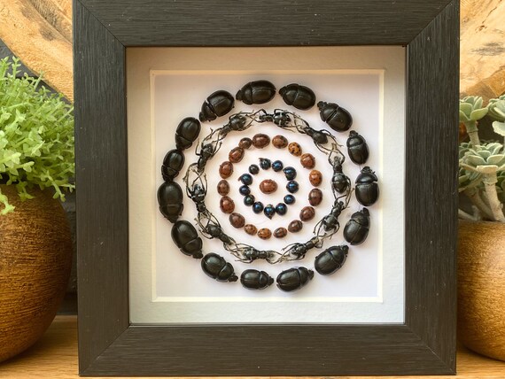 Insect art #9 "The circle", Framed, Taxidermy and entomology, wall decoration gift art