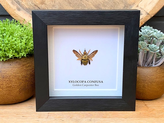 Golden Carpenter bee (Xylocopa Gold Sp Confusa.) framed, Taxidermy ,entomology ,nature ,beauty, Home decoration, Gothic