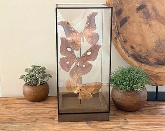 3 real Moths in a glass display box  , taxidermy, entomology, bats