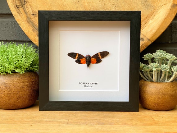 Taxidermy Cicada Tosena Paviei Framed, Taxidermy,art,birthday gift,Gift for friend, entomology