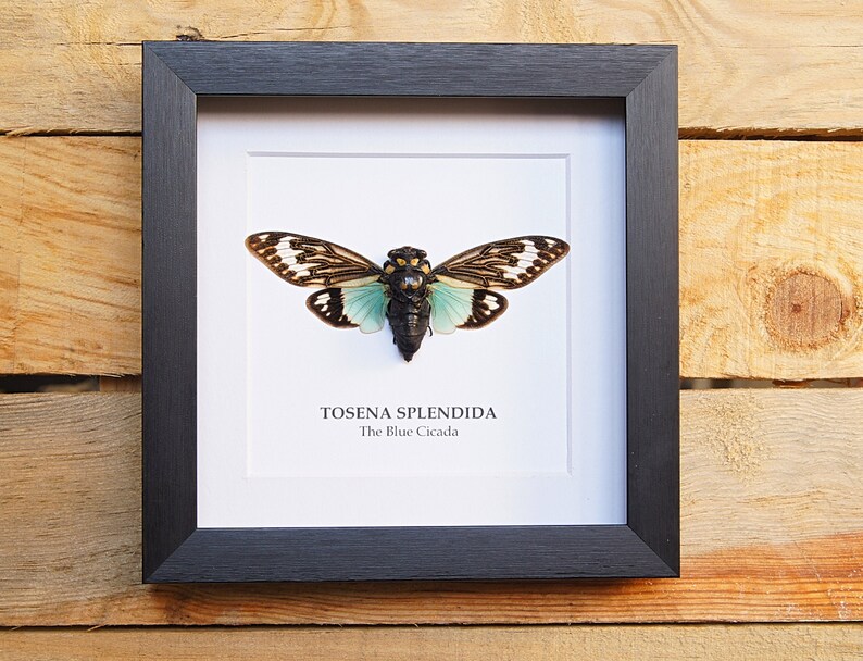 Tosena Splendida Insect Frame Butterfly Box Frame Taxidermy Etsy