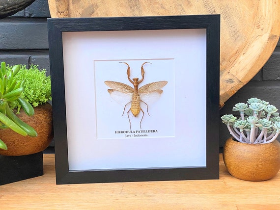 Hierodula Patellifera framed, insect Butterfly Box Frame taxidermy entomology nature, beauty insect taxidermy photography