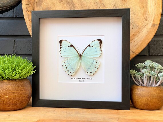 Morpho Catenaria butterfly frame, taxidermy, entomology, decoration