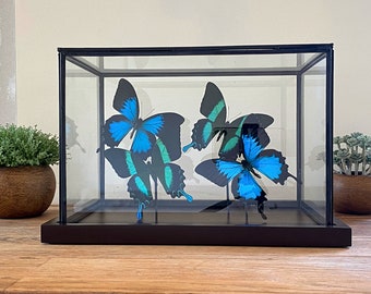 Real glass display with Papilio Ulysses and Papilio Blumei butterflies, butterfly, Taxidermy and Entomology, home decoration, wall art