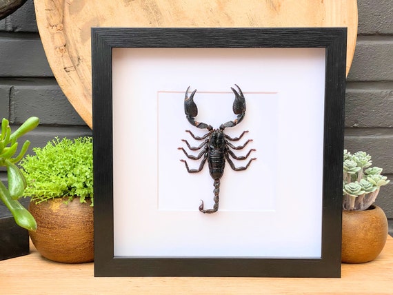 Framed Scorpion "Heterometrus Cyaneus",Taxidermy and Entomology homedecoration wall art