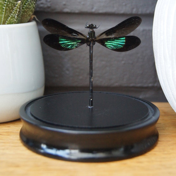 Euphaea Variegata dragonfly in bell jar ,Taxidermy,art,birthday gift,Gift for friend, entomology