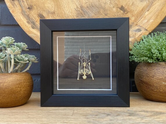 Framed Mini Bat Skeleton "Minipterus medius" Taxidermy and Entomology homedecoration wall art.