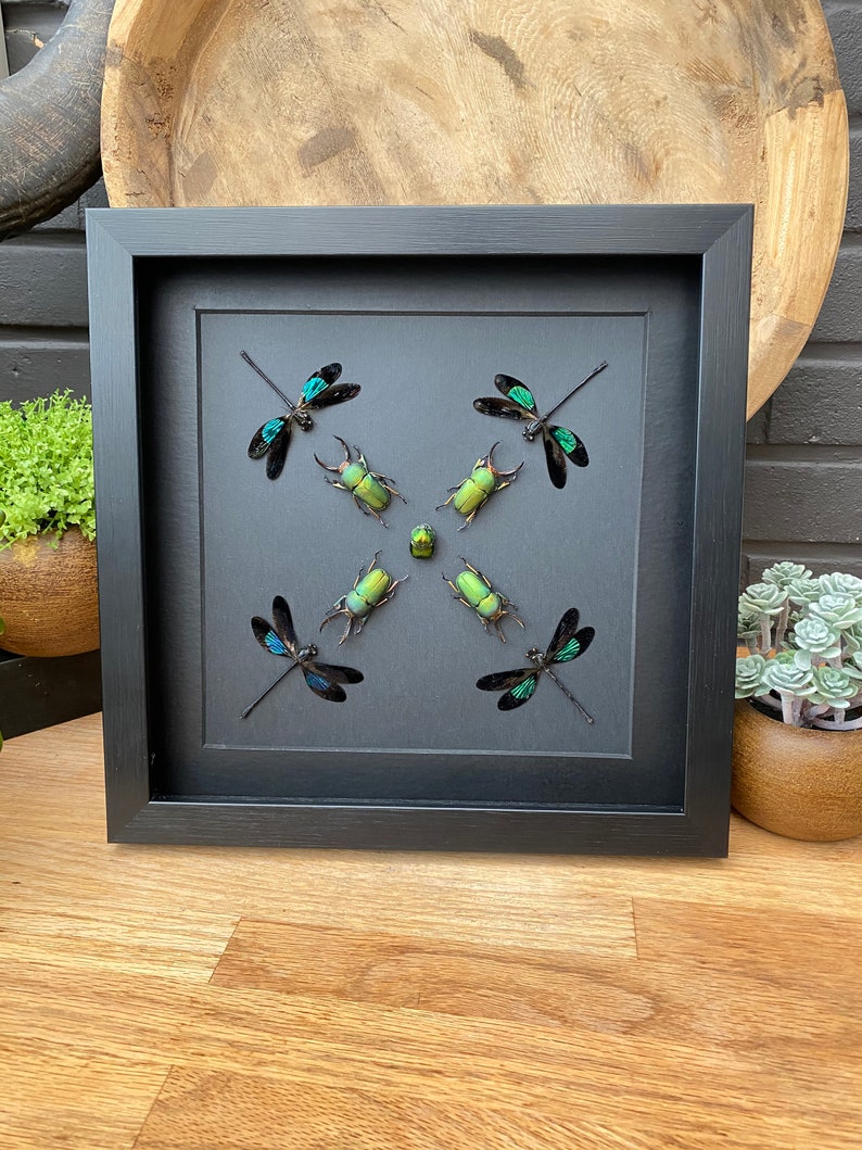 BUG FRAME BLACK insect Butterfly Box Frame taxidermy Etsy