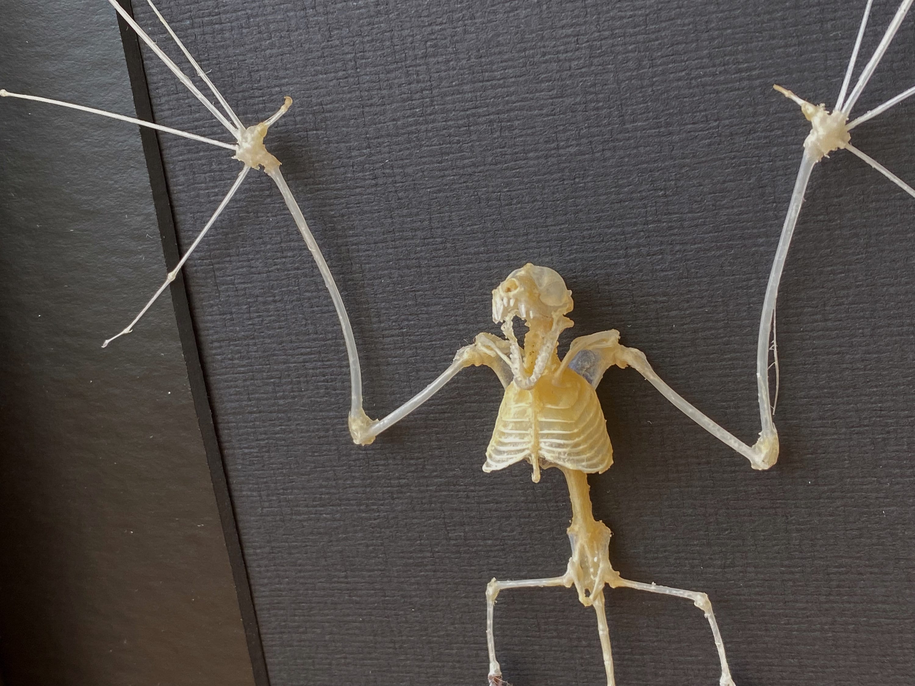 Home Depot Bat Skeleton 2025 Cristy Carolina