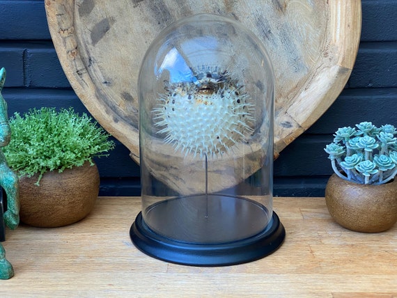 Huge Porcupine fish in a glass bell jar .Butterfly Frame taxidermy entomology nature, beauty insect taxidermy photography
