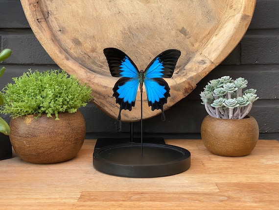 Real Papilio Ulysses (The Blue Emperor) butterfly  in bell jar, Taxidermy and Entomology, home decoration, Gothic