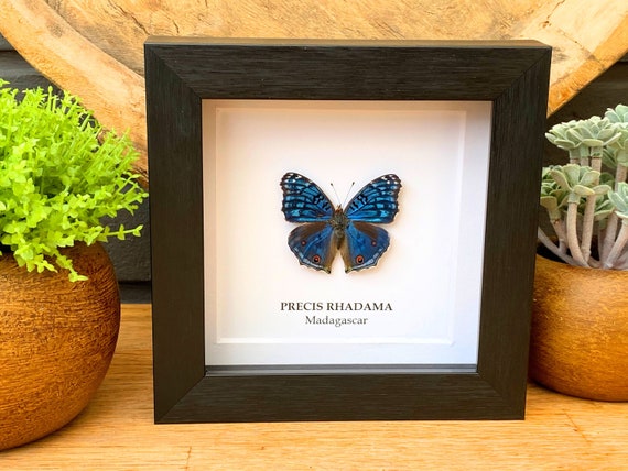 Precies Rhadama Butterfly in frame , Taxidermy,art,birthday gift,Gift for friend, entomology