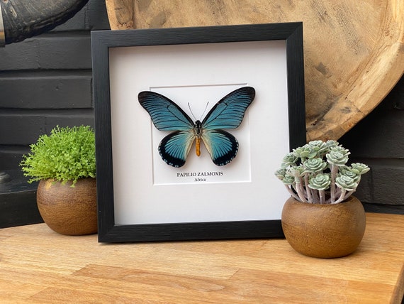 Papilio Zalmoxis Butterfly framed , Box Frame taxidermy entomology nature, beauty insect taxidermy photography