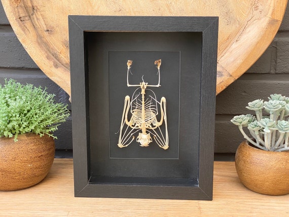 Ingelijste Skeleton Tylonycteris Robustula, Taxidermie en Entomology huisdecoratie muur kunst.