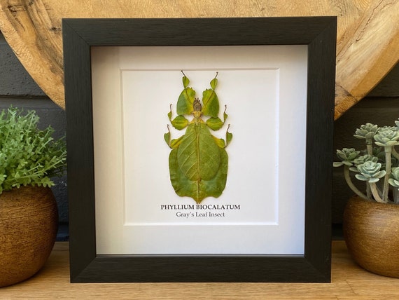 Real Leaf Insect "Phyllium Bioculatum" in frame, Taxidermy and Entomology, home decoration, wall art, Gothic