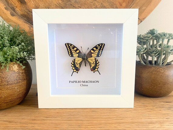 Real Framed Papilio Machaon ,Box Frame taxidermy entomology nature, beauty insect taxidermy photography