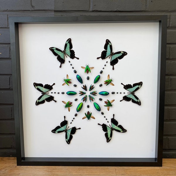 Uniek kader met echte insecten "Green Love",  taxidermie entomologie natuur, schoonheid insect taxidermie fotografie