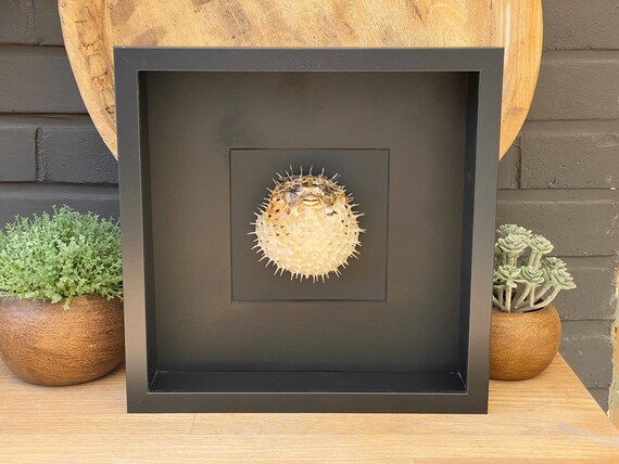 Unique Art frame "Porcupine fish head",  Taxidermy,art,birthday gift,Gift for friend, entomology