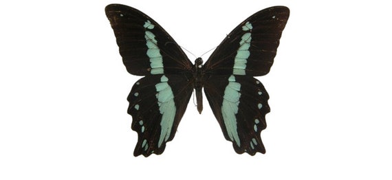 3 nice unmounted Papilio Nireus butterflies, for all your taxidermy art projects