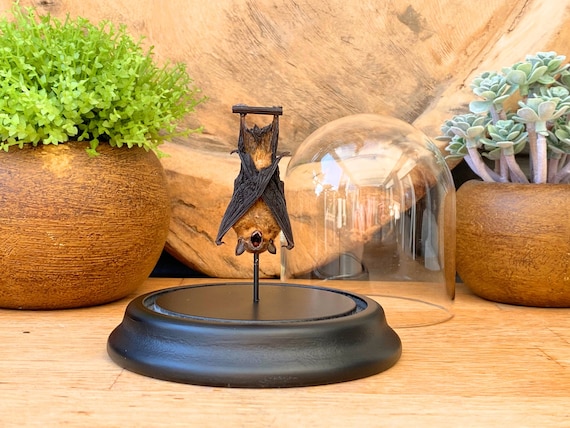 Mini bat in bell jar (Pipistrellus Kuhlii) ,Taxidermy,art,birthday gift,Gift for friend, entomology