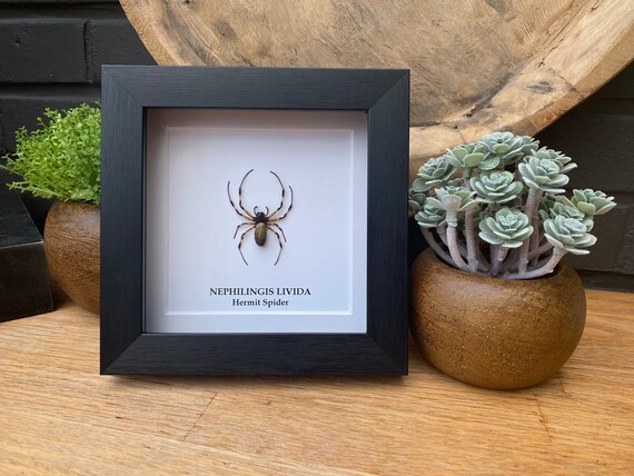 Framed Nephilingis Livida (Hermit Spider), Taxidermy and Entomology homedecoration wall art