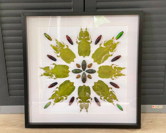 Framed Leaf insect collection  .Butterfly Butterfly Box Frame taxidermy entomology nature, beauty insect taxidermy photography