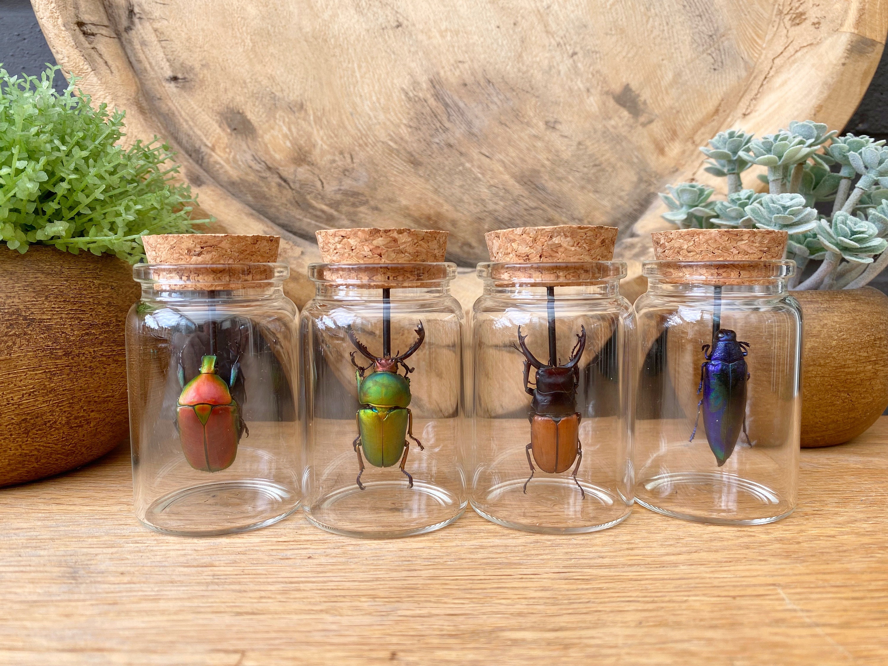Live Insects for sale| 88 ads for used Live Insects