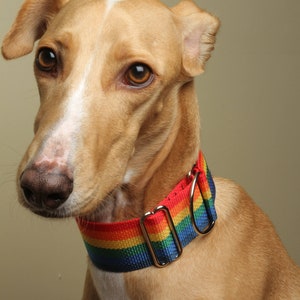 Rainbow Pride Dog Collar, LGBTQ, Martingale or Buckle Collar