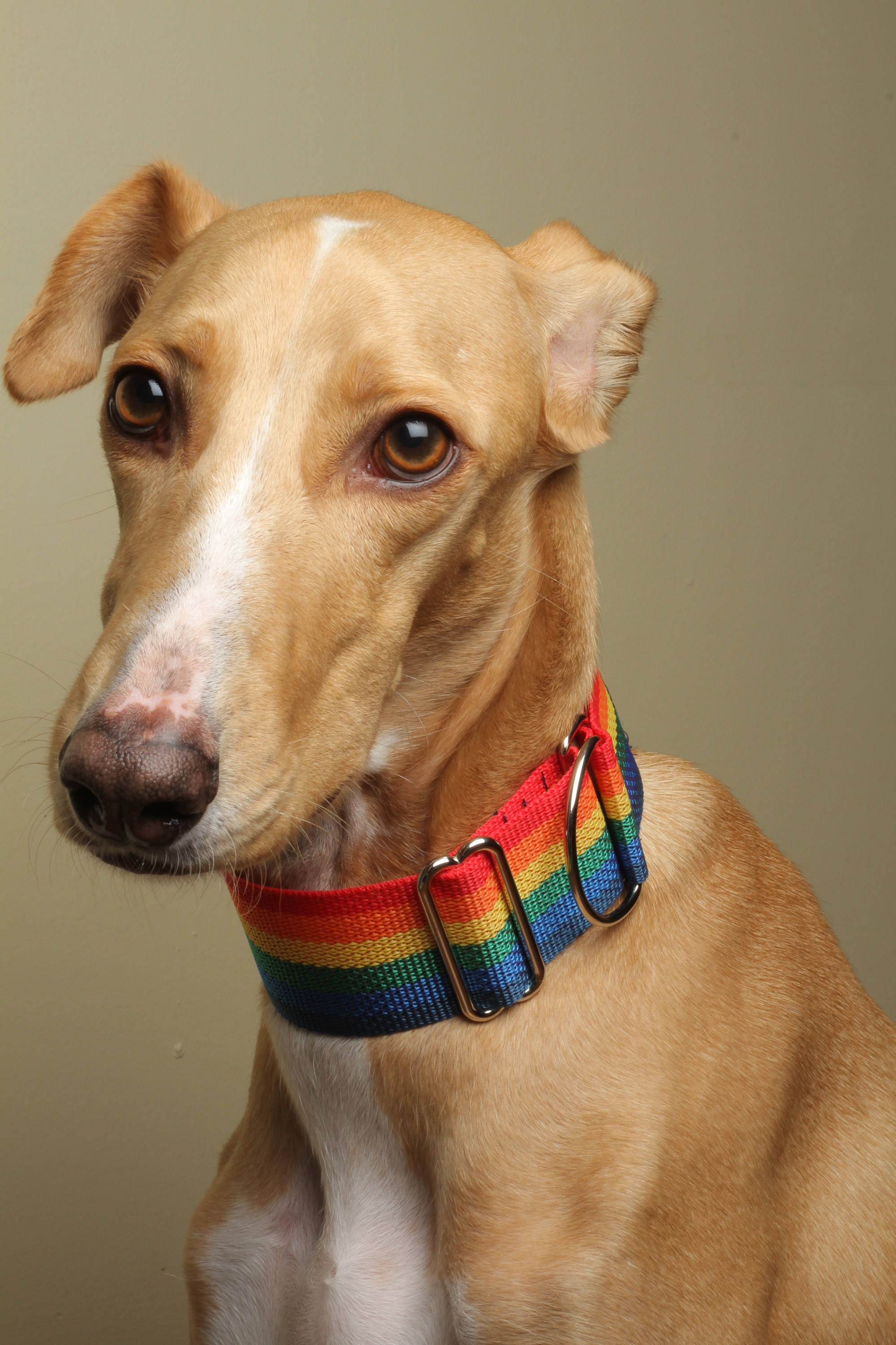 Rainbow Martingale, Limited Slip Collar, pride, wide, dog collar