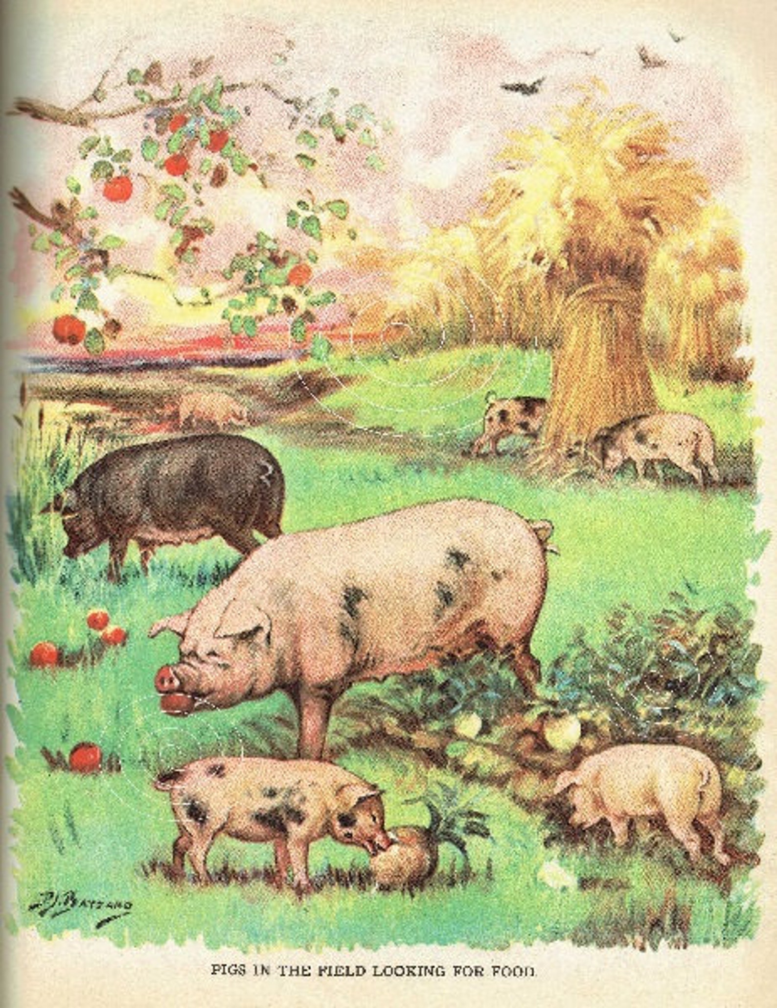 Animal Clipart Vintage Illustration Pig on Field Clipart Farm Etsy