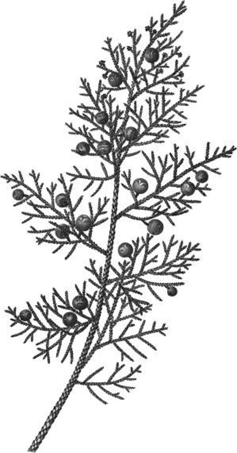 Juniper Printable Vintage Christmas Clipart Juniper Sprig Wall Etsy