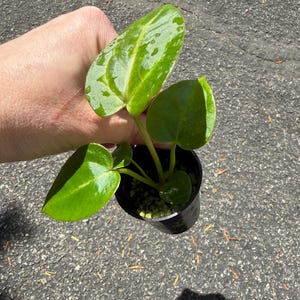 May include: A small potted plant with glossy, heart-shaped green leaves featuring lighter green variegation. The plant is housed in a black plastic nursery pot filled with a light-colored, granular potting medium, showing healthy foliage.
