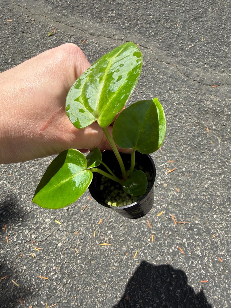 May include: A small potted plant with glossy, heart-shaped green leaves featuring lighter green variegation. The plant is housed in a black plastic nursery pot filled with a light-colored, granular potting medium, showing healthy foliage.