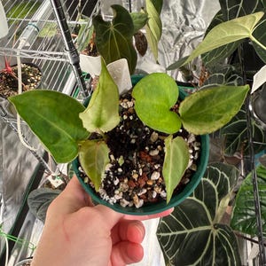 May include: A small potted plant with variegated heart-shaped leaves in shades of light green and yellow. The plant is housed in a round green plastic container filled with a chunky soil mix containing perlite and bark, with a white plant tag.