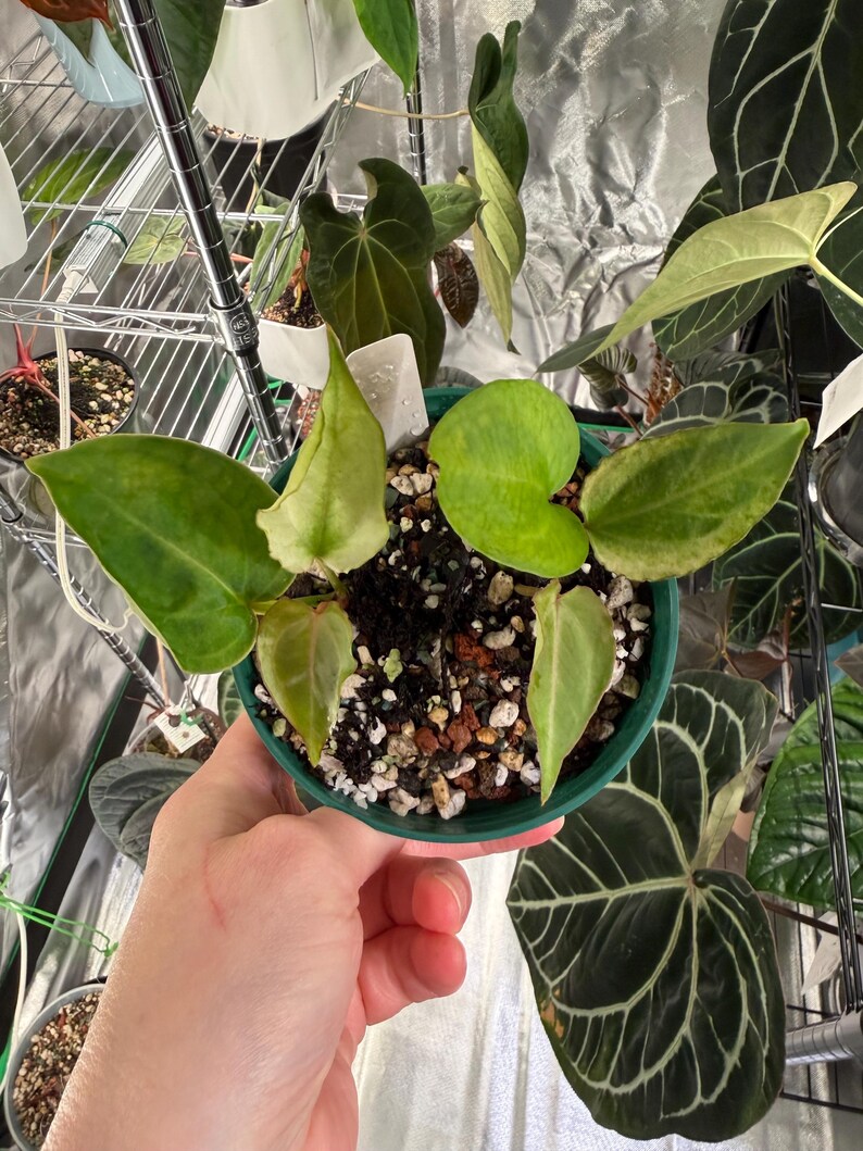 May include: A small potted plant with variegated heart-shaped leaves in shades of light green and yellow. The plant is housed in a round green plastic container filled with a chunky soil mix containing perlite and bark, with a white plant tag.
