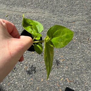 May include: A small green plant with several heart-shaped leaves growing from a black plastic nursery pot. The plant features smooth, vibrant green foliage with visible veins, and the stems are connected to a central base within the container.