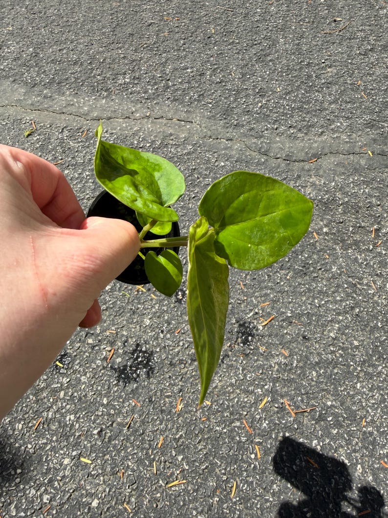 May include: A small green plant with several heart-shaped leaves growing from a black plastic nursery pot. The plant features smooth, vibrant green foliage with visible veins, and the stems are connected to a central base within the container.
