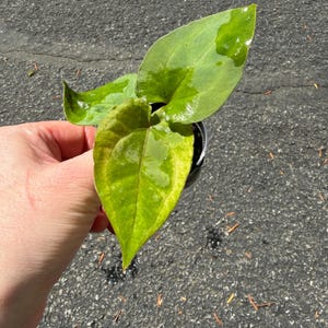 May include: A small potted plant with three heart-shaped leaves featuring variegated patterns of bright lime green, deep forest green, and yellow. The foliage has a glossy, wet texture and pointed tips, contained within a small black plastic nursery pot.