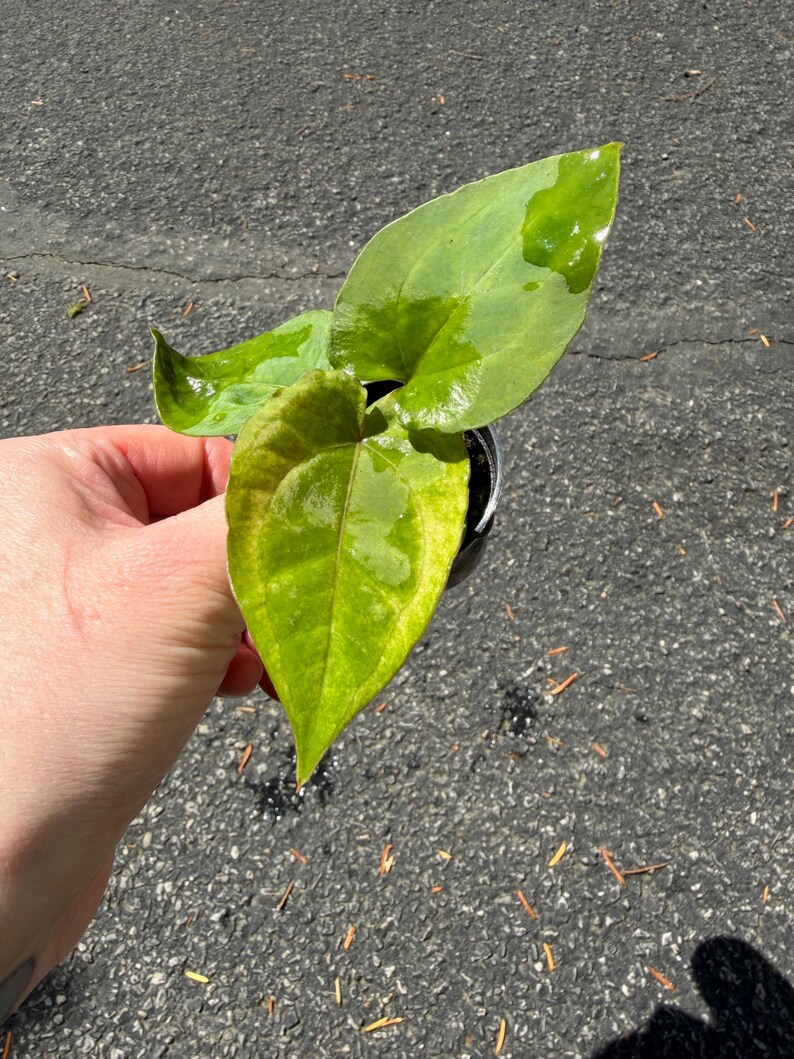 May include: A small potted plant with three heart-shaped leaves featuring variegated patterns of bright lime green, deep forest green, and yellow. The foliage has a glossy, wet texture and pointed tips, contained within a small black plastic nursery pot.