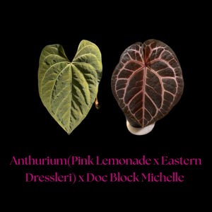 May include: Two heart-shaped Anthurium leaves displayed against a black background. The left leaf is light green with a matte texture, while the right leaf is dark purple with prominent pink veins. Text reads: Anthurium(Pink Lemonade x Eastern Dressleri) x Doc Block Michelle.
