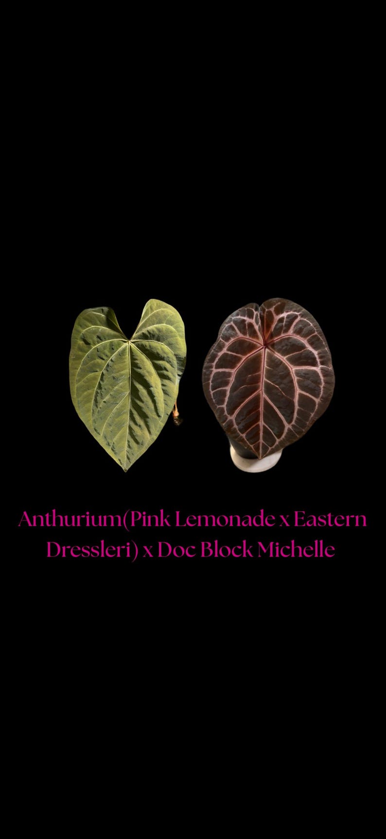 May include: Two heart-shaped Anthurium leaves displayed against a black background. The left leaf is light green with a matte texture, while the right leaf is dark purple with prominent pink veins. Text reads: Anthurium(Pink Lemonade x Eastern Dressleri) x Doc Block Michelle.