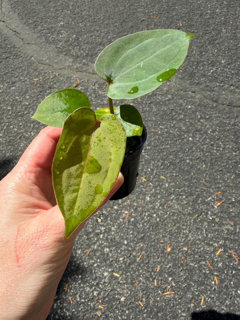May include: A small potted plant featuring three distinct leaves with a velvety texture. The largest leaf displays a gradient of olive green and bronze tones, while the upper leaves are a lighter, matte sage green. Each leaf has visible water droplets.