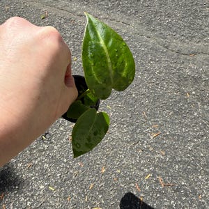 May include: A small potted plant featuring two heart-shaped, glossy green leaves with prominent lighter green veining and visible water droplets on the surface, held in a black plastic nursery container against a textured gray asphalt background.